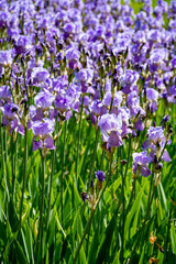 Lilac iris flowers, spring blossom of colorful irises in Provence, South of France