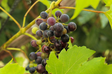 bunch of grapes on the vine