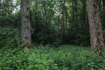 Obraz premium path in the forest