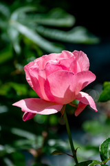 Big pink rose flower growing in garden