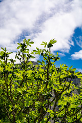 Fig tree with young green fruits in sunlights