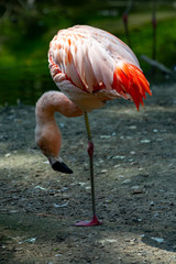 Pink framingo bird close up