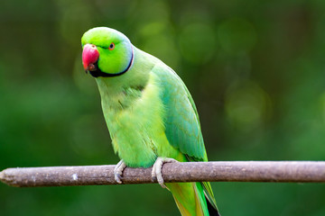 Green Alexandrine parakeet, living in Asian region