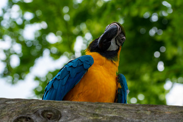Macaw blue-and-yellow parrot, long-tailed colorful exotic bird