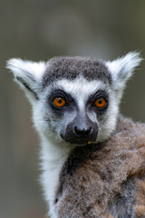 One Ring-tailed lemur, lemur catta, sitting on tree