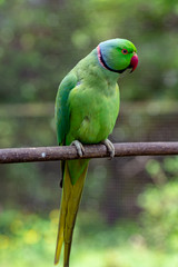 Green Alexandrine parakeet, living in Asian region
