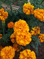 yellow flowers in the garden