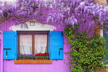 Purple wisteria flowers in bloom hanging from the vine in Burano, Italy