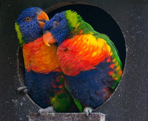 Blue mountain lorikeets sitting in nest, close up