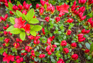Blooming red azalea flower in spring garden. Gardening concept. Floral background