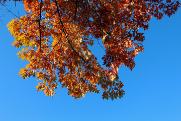 yellow maple tree in autumn