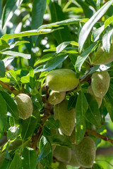 Young green almond nuts riping on almond tree