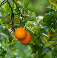 Orange citrus fruit plantations on Peloponnese, Greece, new harvest of sweet juicy oranges
