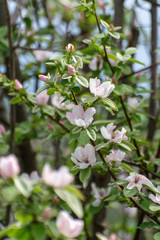 Pink flowers of apple tree, spring blossom on fruit orchard