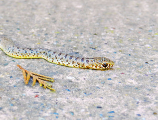 Snake, on concrete. Concrete is similar to color as a snake. Next to the snake is a leaf of conifers
