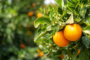 Orange citrus fruit plantation on Peloponnese, Greece, new harvest of sweet juicy oranges