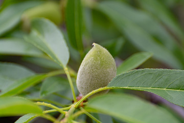 Young green almond nuts riping on almond tree