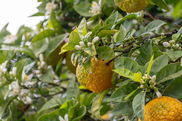Citrus fruits of sour orange bergamot riping on blossoming thee