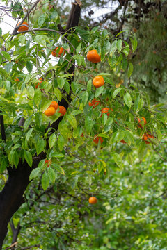 Ripe orange mandarine citrus fruit hanging on tree