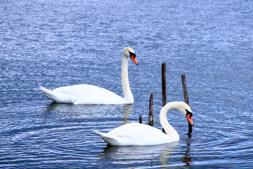Fototapeta na wymiar Few large white waterfowl swimming in a wild natural environment Two elegant mute swan on a blue lake with vegetation