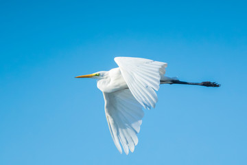 Great egret Ardea alba waterfowl closeup