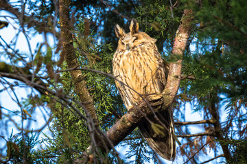 Long eared owl Asio otus bird of prey perched in a tree