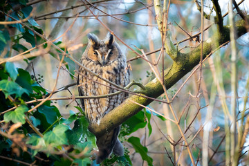 Long eared owl Asio otus bird of prey perched in a tree