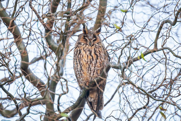 Long eared owl (Asio otus) bird of prey perched in a tree