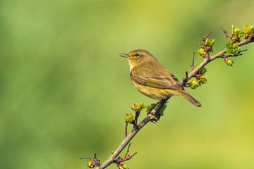 Willow warbler bird, Phylloscopus trochilus, singing