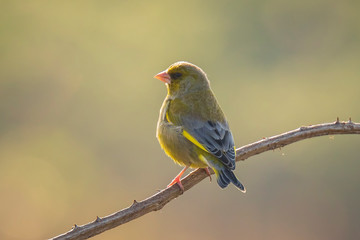 Greenfinch Chloris chloris bird singing