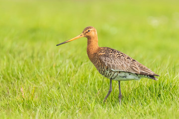 common redshank (tringa totanus) chick