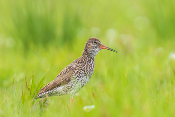 common redshank tringa totanus on a vibrant meadow