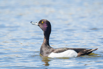 male Tufted duck, Aythya fuligula