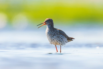 common redshank tringa totanus wading bird