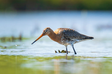 black-tailed godwit Limosa Limosa foraging in water
