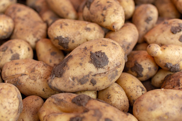 Potatoes on market, new harvest of potatoes vegetables close up