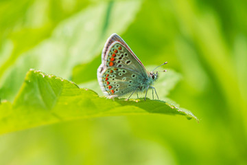  Female brown argus butterfly, Aricia agestis