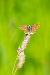  Female brown argus butterfly, Aricia agestis
