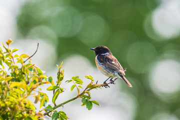 Stonechat male, Saxicola rubicola, perching