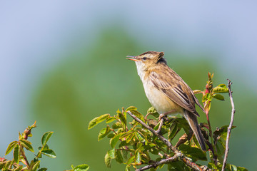 Sedge Warbler, Acrocephalus schoenobaenus, singing