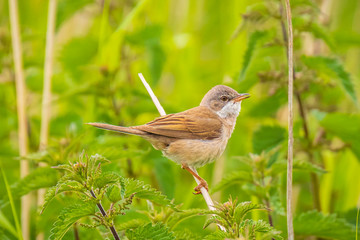 Whitethroat bird, Sylvia communis, foraging in a meadow