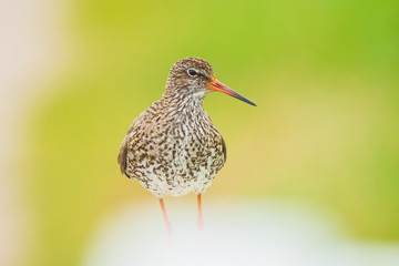common redshank (tringa totanus) in farmland