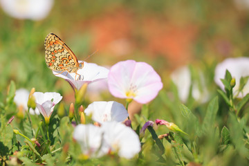 knapweed fritillary, Melitaea phoebe, butterfly resting and pollinating