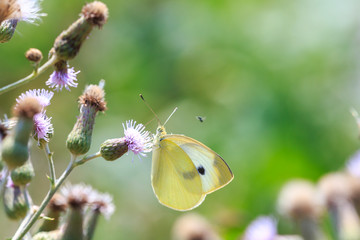 Pieris brassicae, the large white or cabbage butterfly pollinating