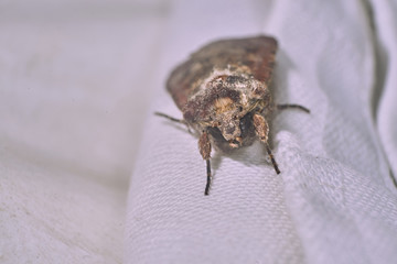 Macro photography of a clothes moth