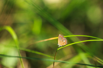 Aricia anteros, the blue argus butterfly