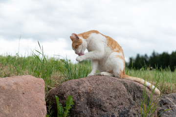 Roter Kater auf dem Stein