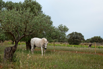 A White horse at the fields of Athens.