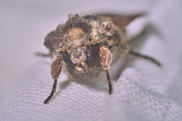 Macro photography of a clothes moth
