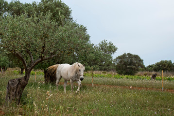 Obraz premium A White horse at the fields of Athens.